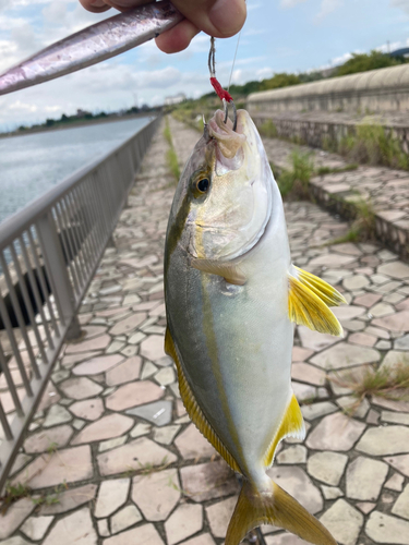 ショゴの釣果