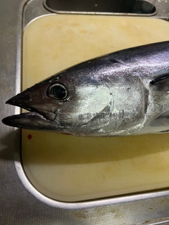 カツオの釣果