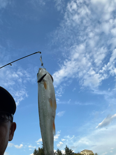 ウグイの釣果