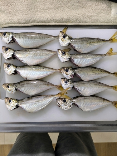 アジの釣果