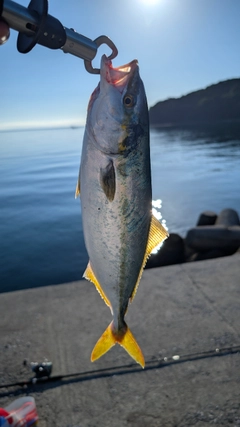 ハマチの釣果