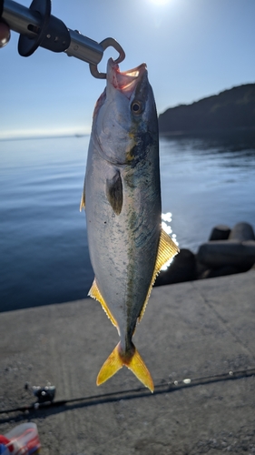 ハマチの釣果