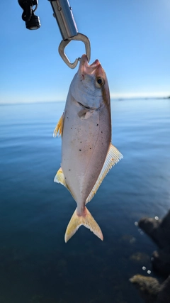 カンパチの釣果