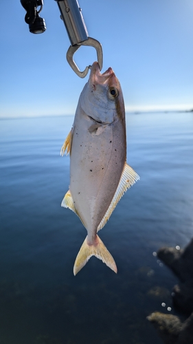 カンパチの釣果