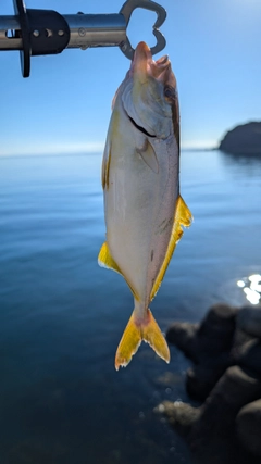 カンパチの釣果