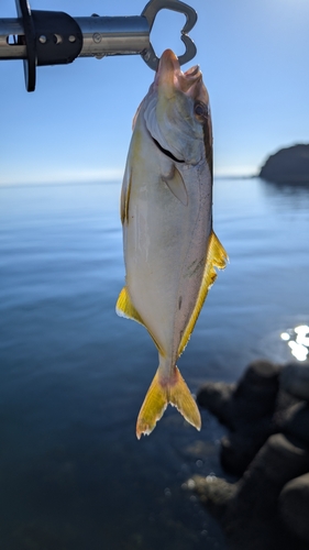 カンパチの釣果