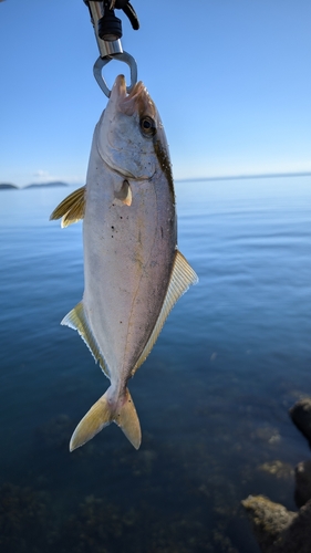 カンパチの釣果