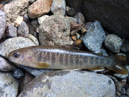 イワナの釣果