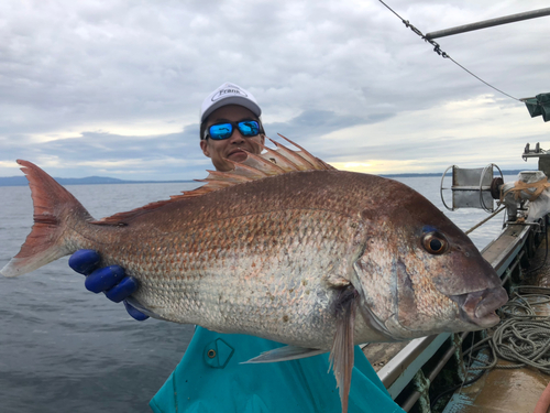 マダイの釣果