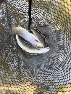 イワナの釣果