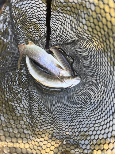 イワナの釣果