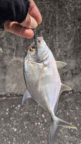 メッキの釣果