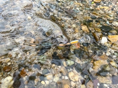 イワナの釣果