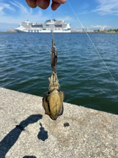 コウイカの釣果