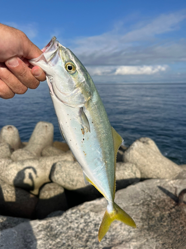 ツバスの釣果