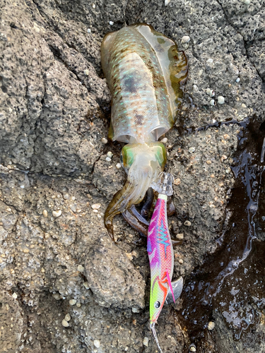 アオリイカの釣果