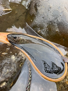 イワナの釣果