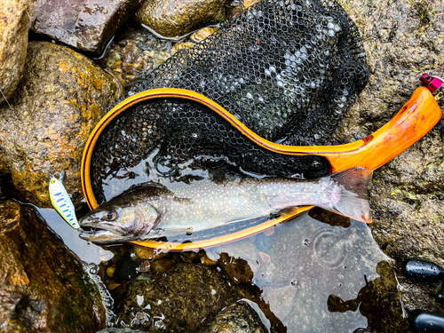 イワナの釣果