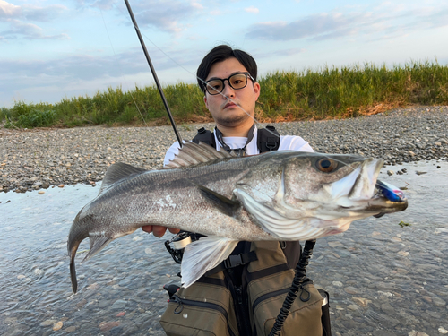 スズキの釣果