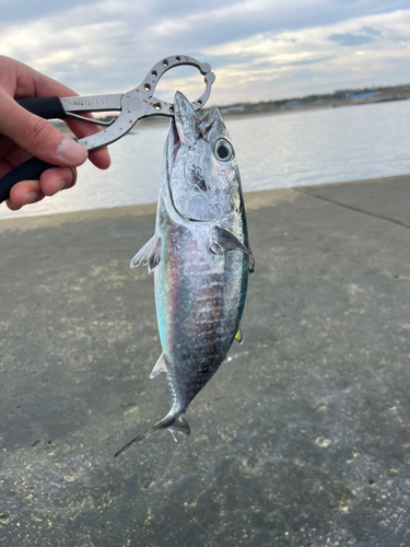 ヒラソウダの釣果