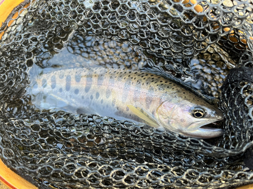 ヤマメの釣果