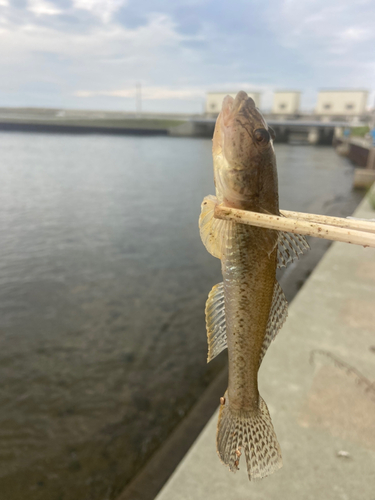 ハゼの釣果