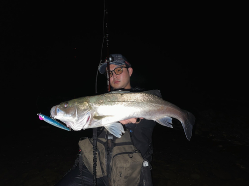 スズキの釣果