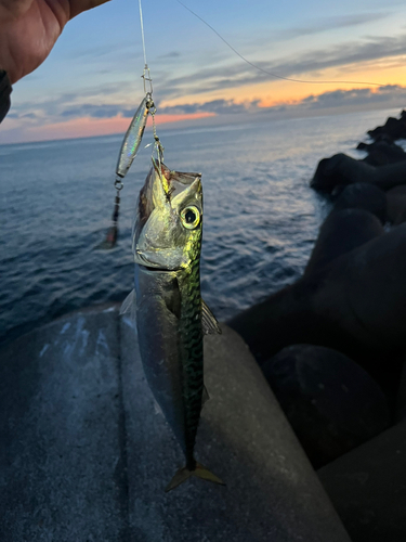 サバの釣果