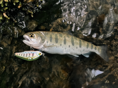 ヤマメの釣果