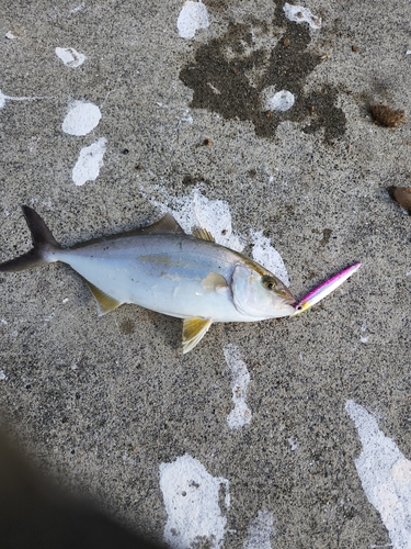 ショゴの釣果