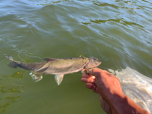 ウグイの釣果