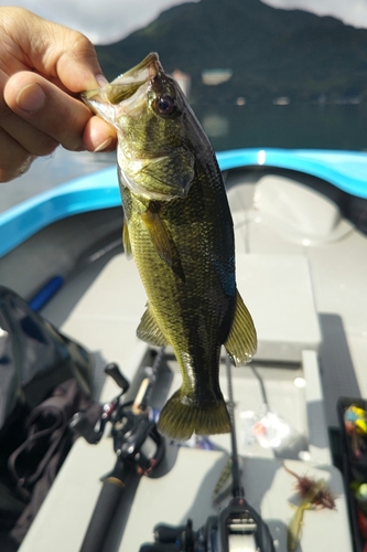 ラージマウスバスの釣果