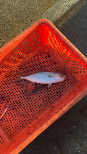 ワカシの釣果