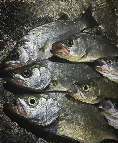 ヒラスズキの釣果