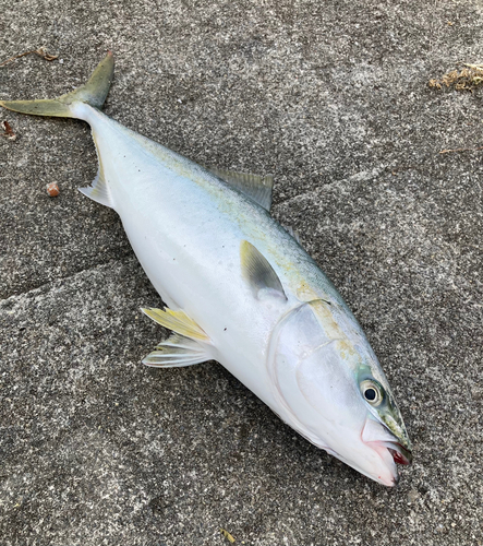 イナダの釣果