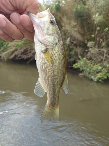 ラージマウスバスの釣果