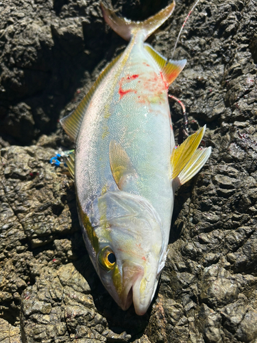 シオの釣果