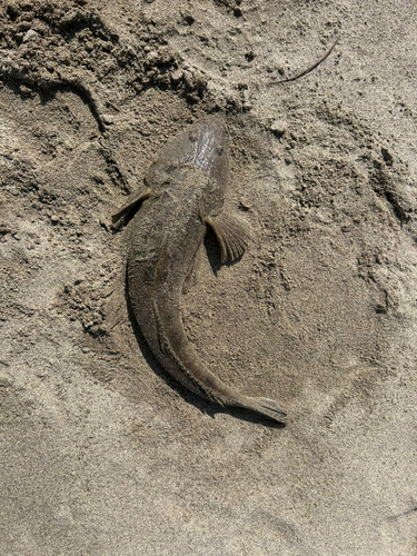 コチの釣果