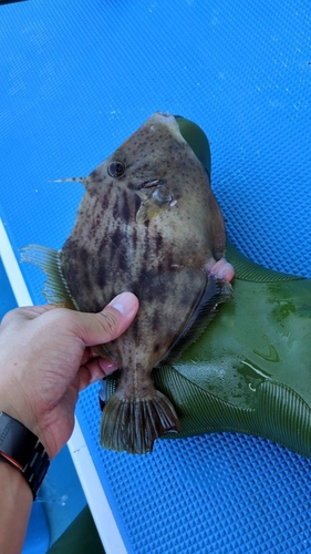 カワハギの釣果