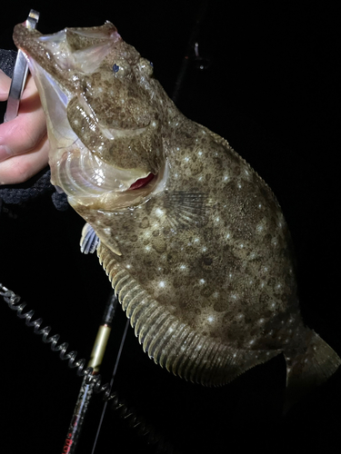 ヒラメの釣果