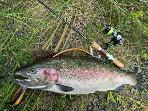 ニジマスの釣果