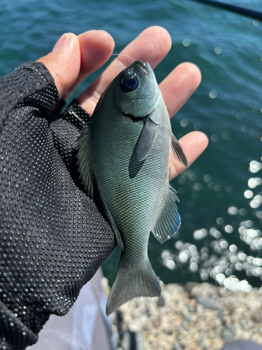 メジナの釣果