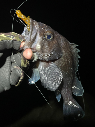 マゾイの釣果