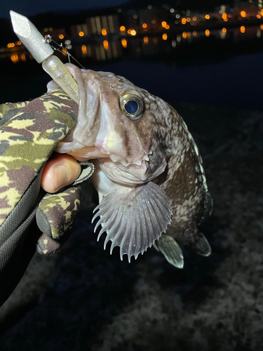 マゾイの釣果