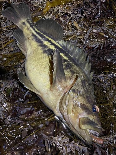 シマゾイの釣果