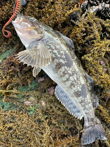 アイナメの釣果