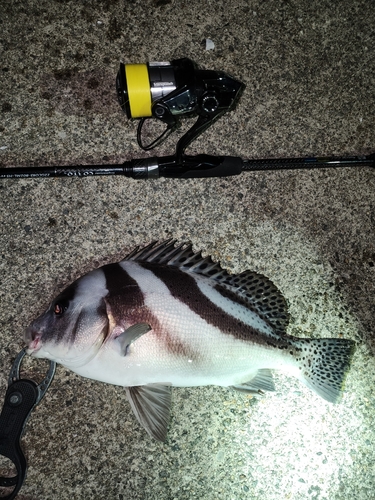 コショウダイの釣果