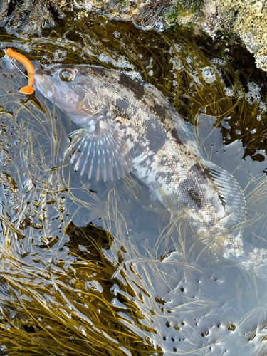 アイナメの釣果