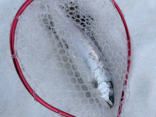 サクラマスの釣果