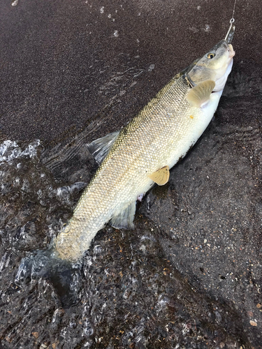 ウグイの釣果